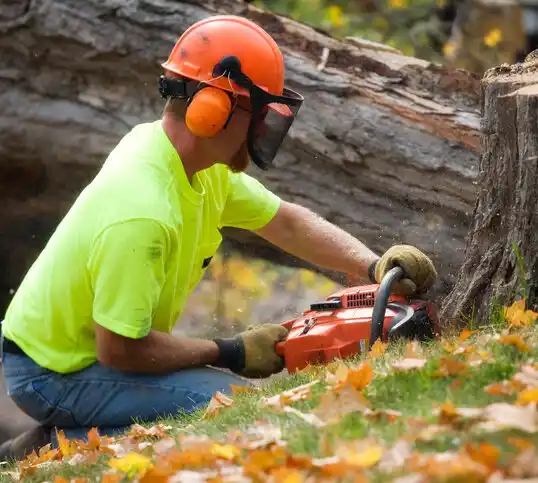 tree services Cankton